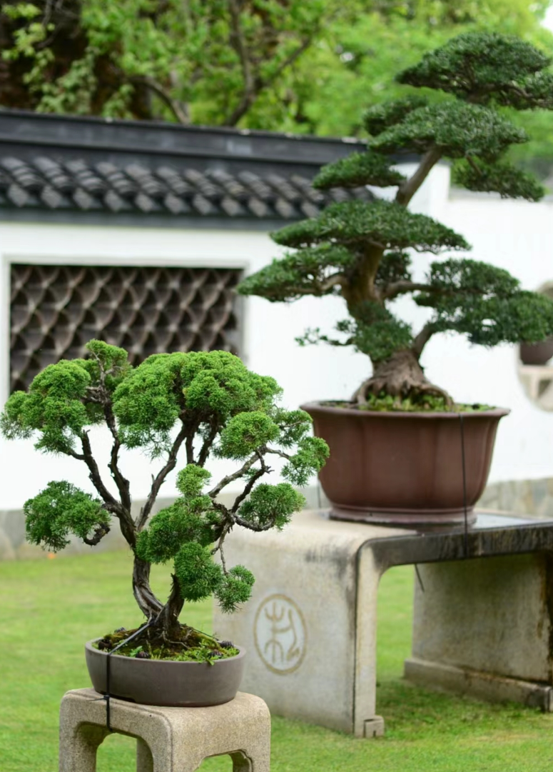 心在南湖 更有年味 | 第一屆南湖游園會即將“龍”重登場